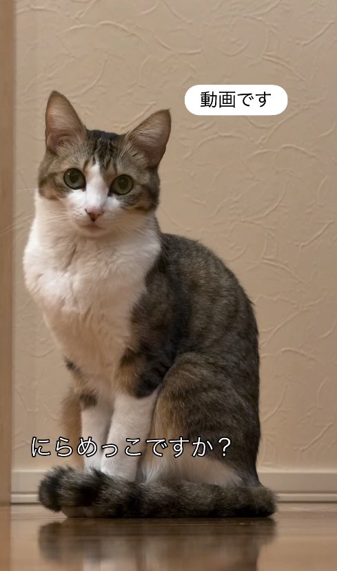 お座りしている猫「にらめっこですか？」