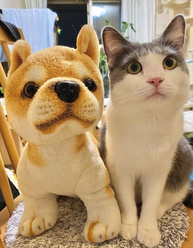 ぬいぐるみの隣でお座りをしている猫