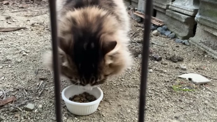 フェンスの外でごはんを食べる長毛猫