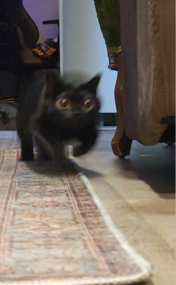 スタートダッシュでぶれる猫2
