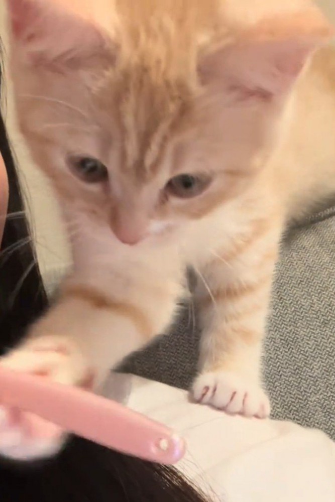 歯ブラシを触る猫