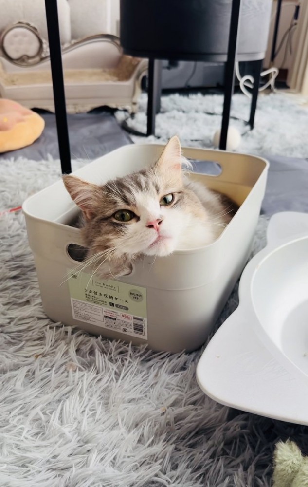 収納ケースに入るミヌエット