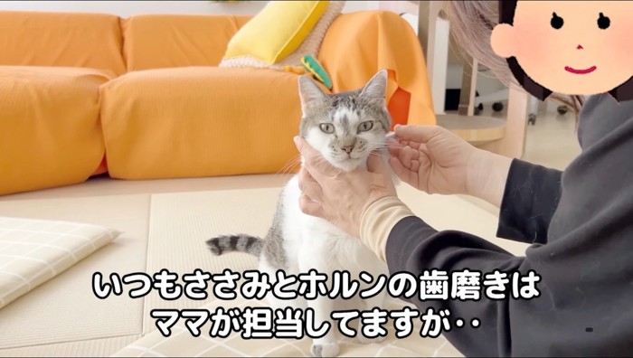 女性に歯磨きされるキジ白猫