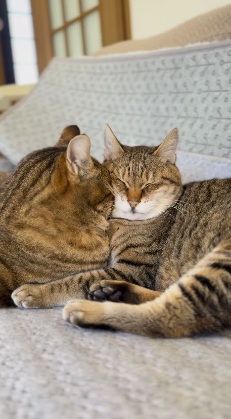 闘病中の猫に頭をくっつけるキジトラ猫