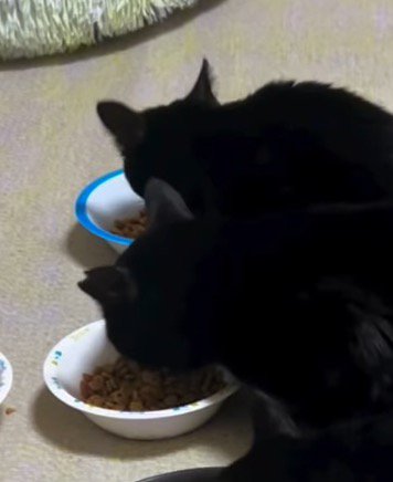 器に顔を近づけてごはんを食べる黒猫の親子
