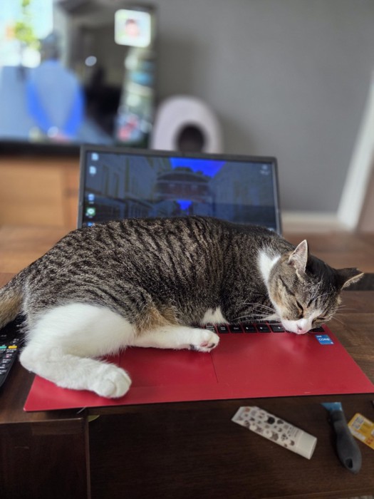 パソコンの上で寝るつくねちゃん