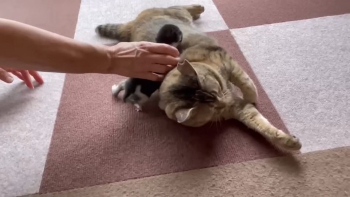 動きを止めたなずなちゃん