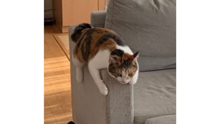 ソファーにいる猫