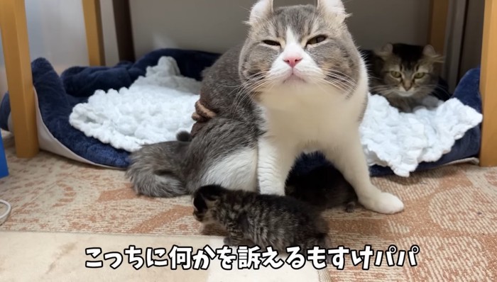 こっちに何かを