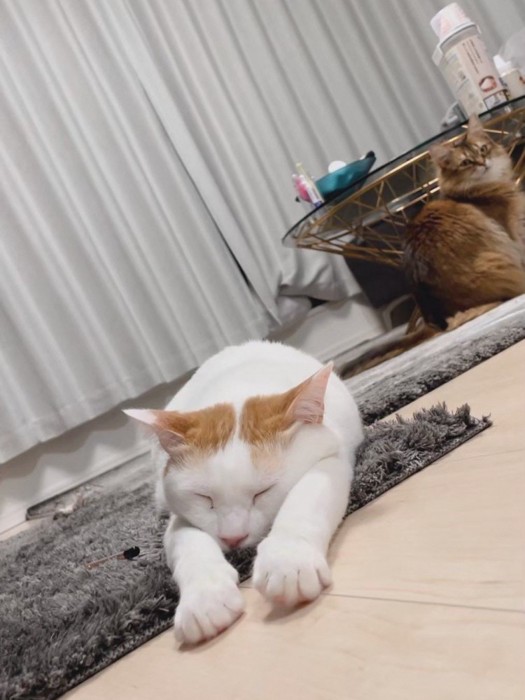 前足を伸ばして寝る猫