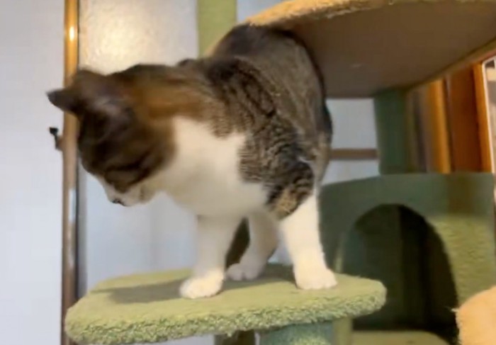 立ち去る猫