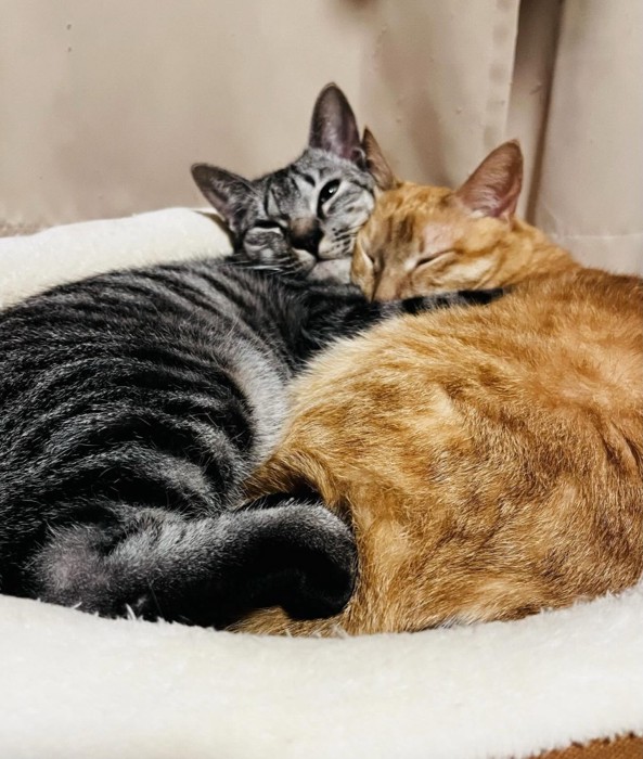くっついて寝る2匹の猫