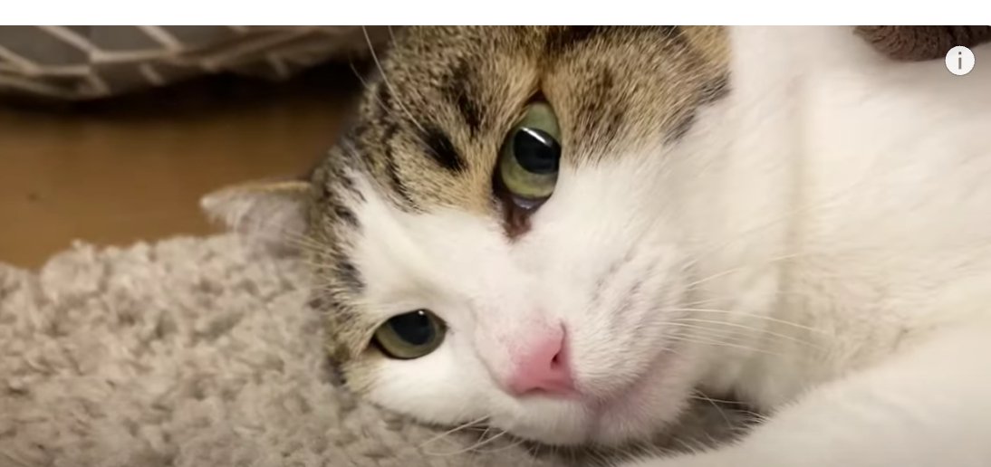 正面を見ているキジ白猫