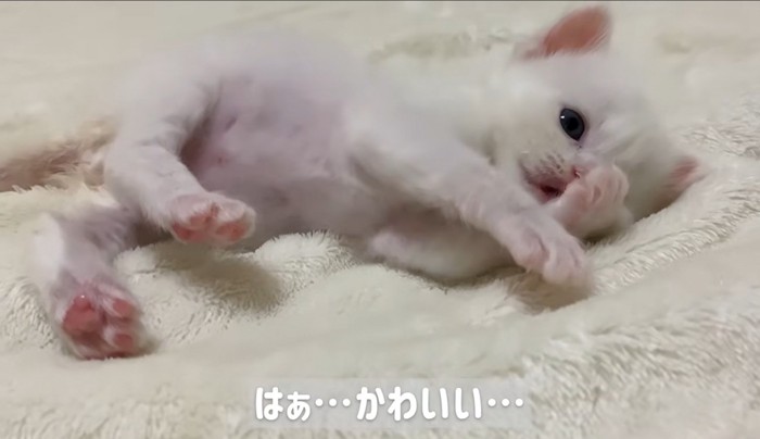 横になって毛づくろいしている子猫