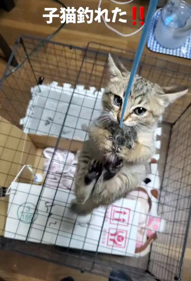 釣られる小町ちゃん