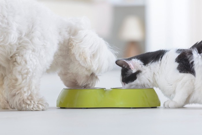 一緒にご飯を食べる犬と猫