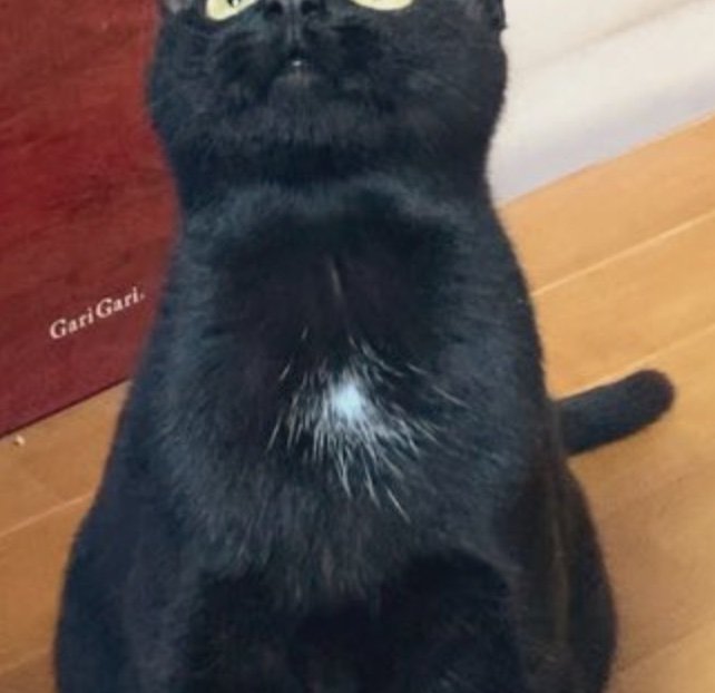 白いワンポイント