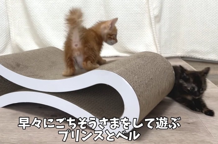 遊ぶ2匹の猫