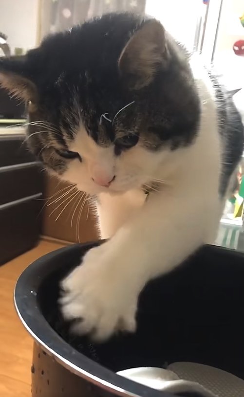 左前足を開きながら炊飯器の釜の中に入れている猫