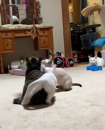 キジトラ猫の上に乗る白い子猫