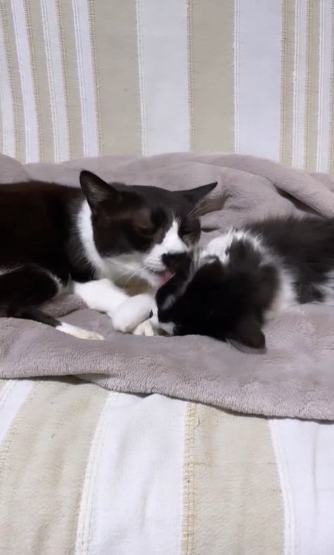 エンドレスお世話