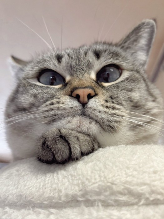 自分の手にあごをのせる猫