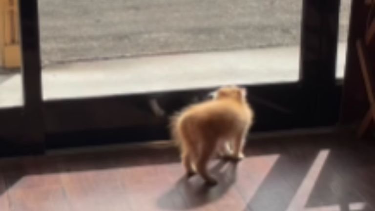 威嚇している猫