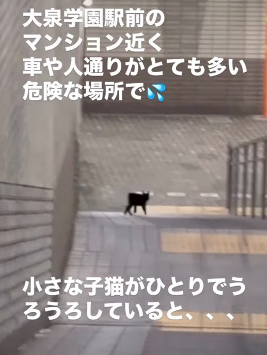 階段を横切る猫