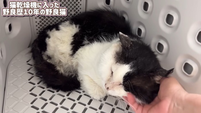 首を撫でられる猫