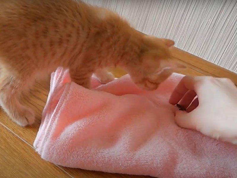 食べ物を取られた猫