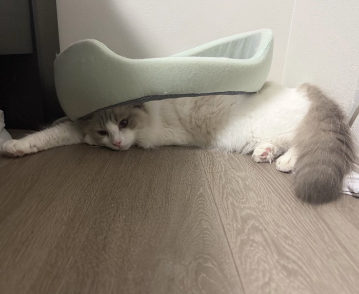 ペット用ベッドを背中に乗せてくつろぐ猫