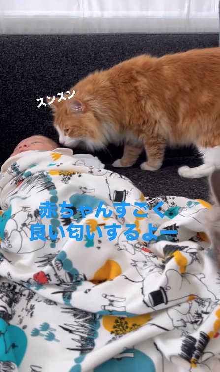 赤ちゃんの顔の匂いを嗅ぐ茶白猫