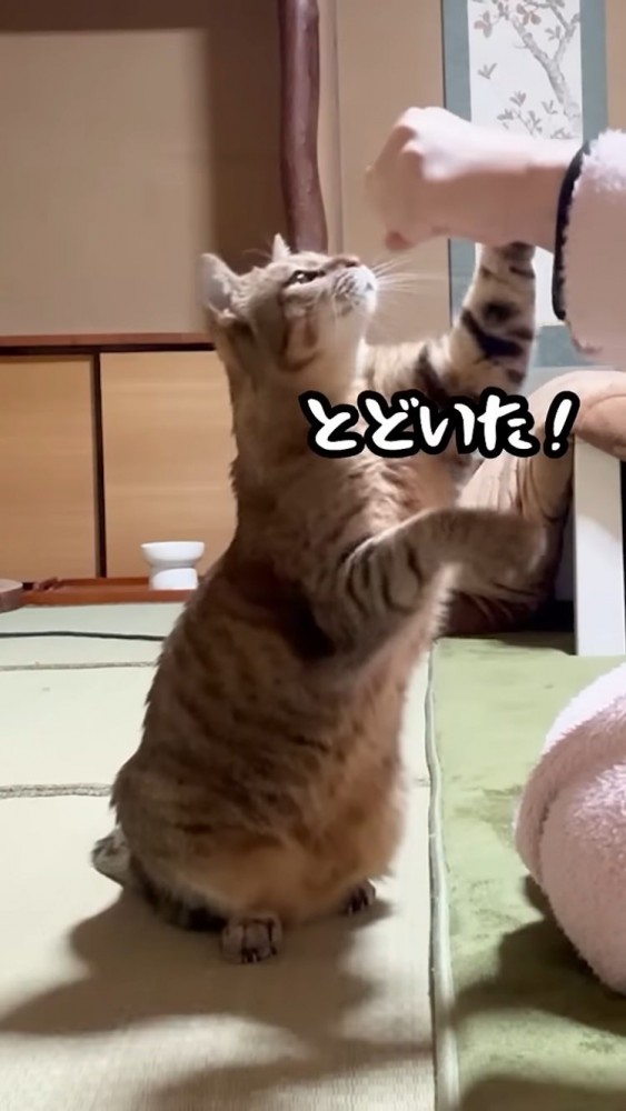 ママにグータッチするサビ猫