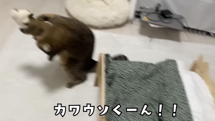 「カワウソくーん」!!」のテロップ写真