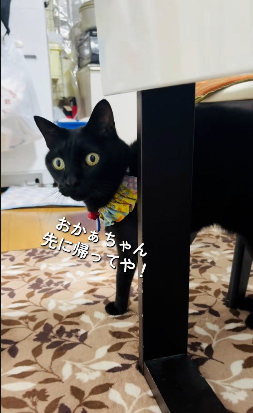 テーブルの横に立っている猫