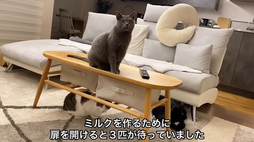 テーブル上と下にいる3匹の猫