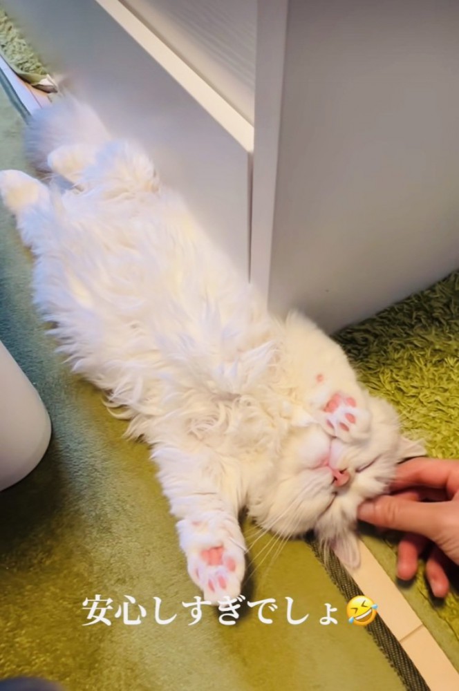 投稿主さんに頭を撫でられるミヌエット