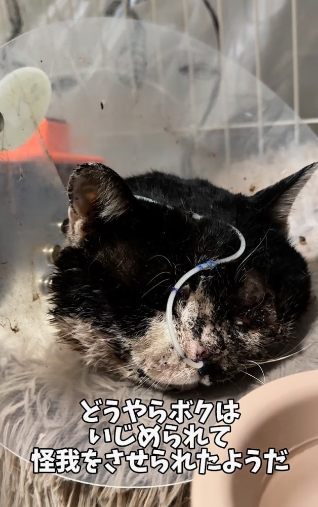 治療を受ける猫