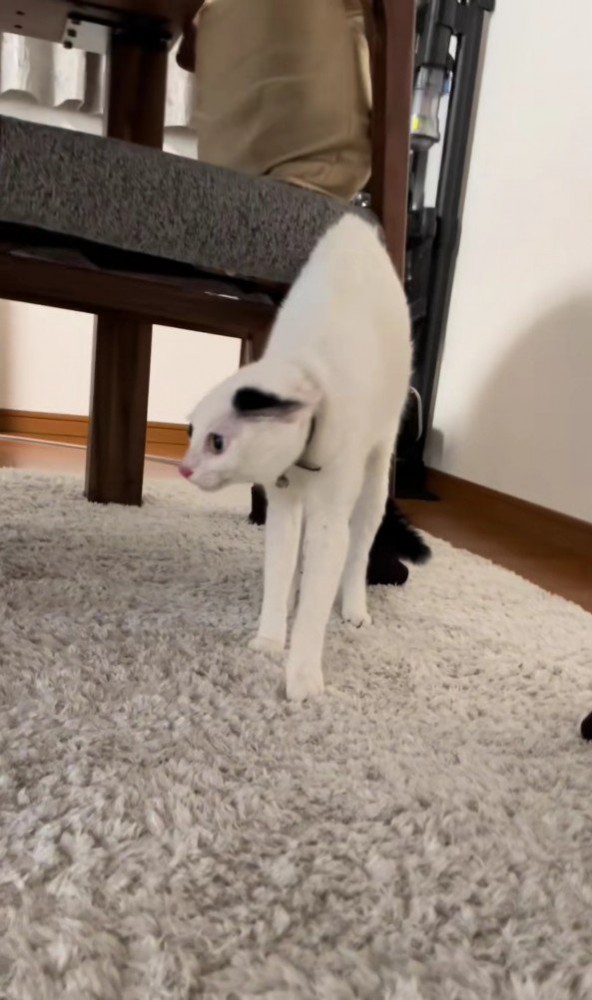 緊張で細くなる猫