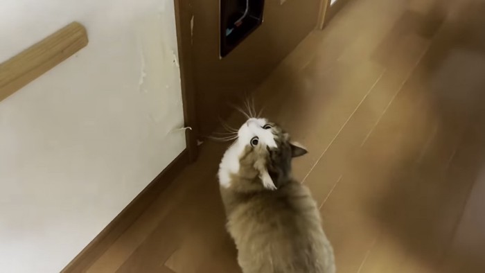 ドアを見つめる猫の写真1