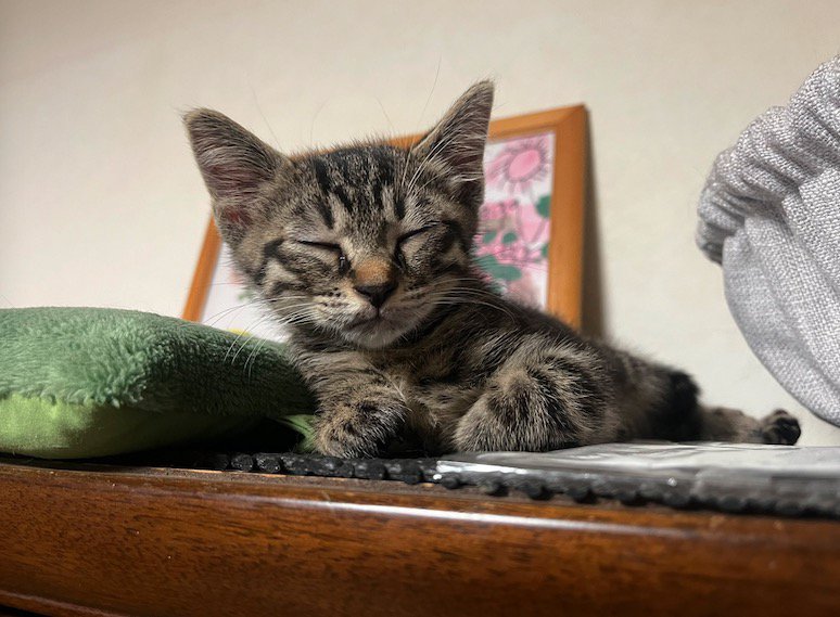 目をつむって寝そべる子猫