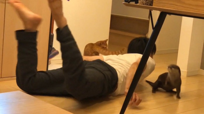 カワウソと茶トラ猫の間にスライディングするパパ