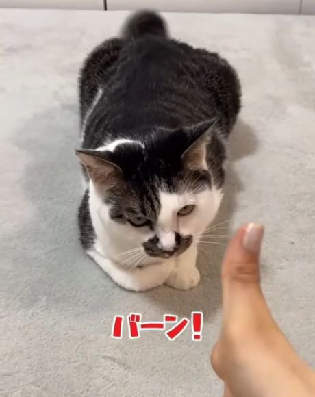 前足を畳んで伏せている猫