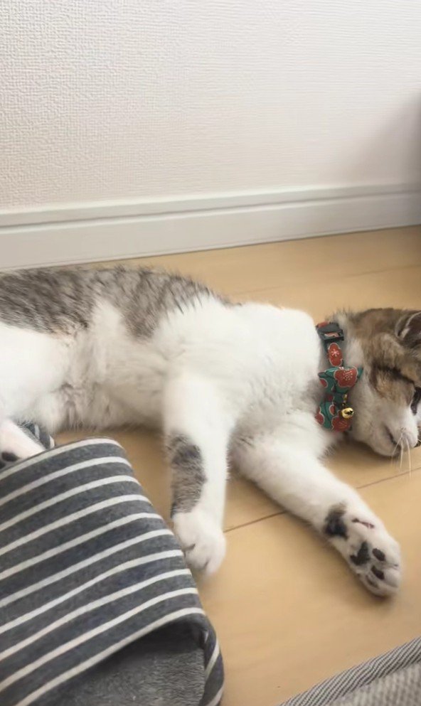 スリッパとあきくん