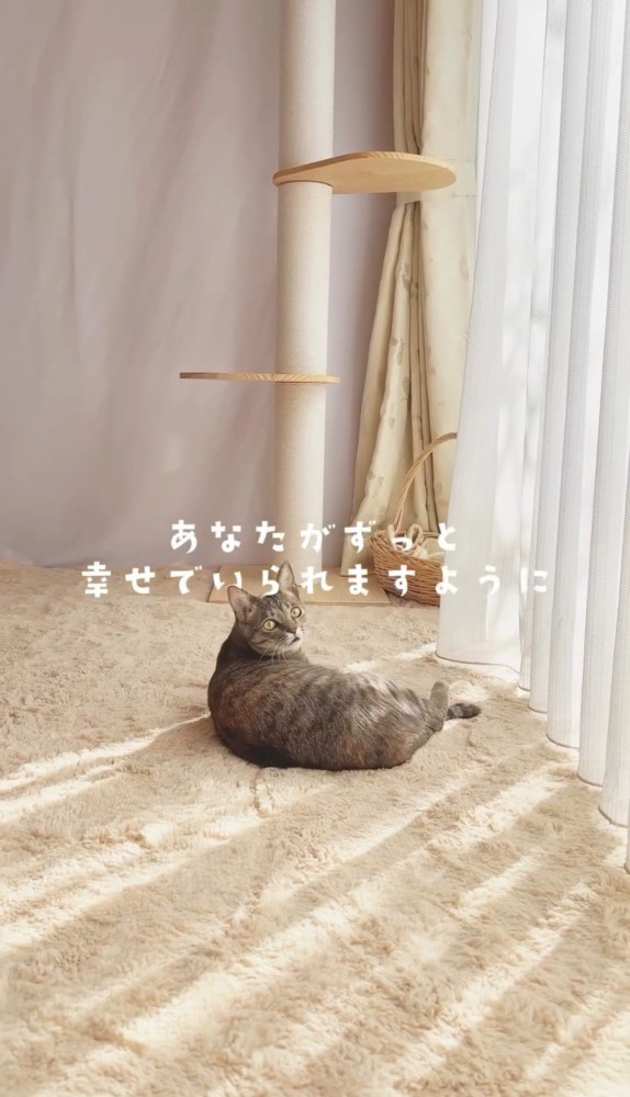 窓辺で振り返る猫