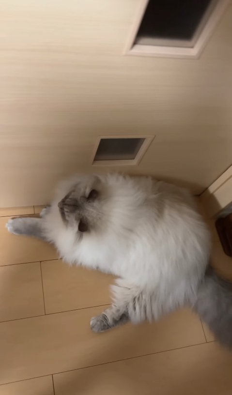 ドアの前で伏せをしている猫