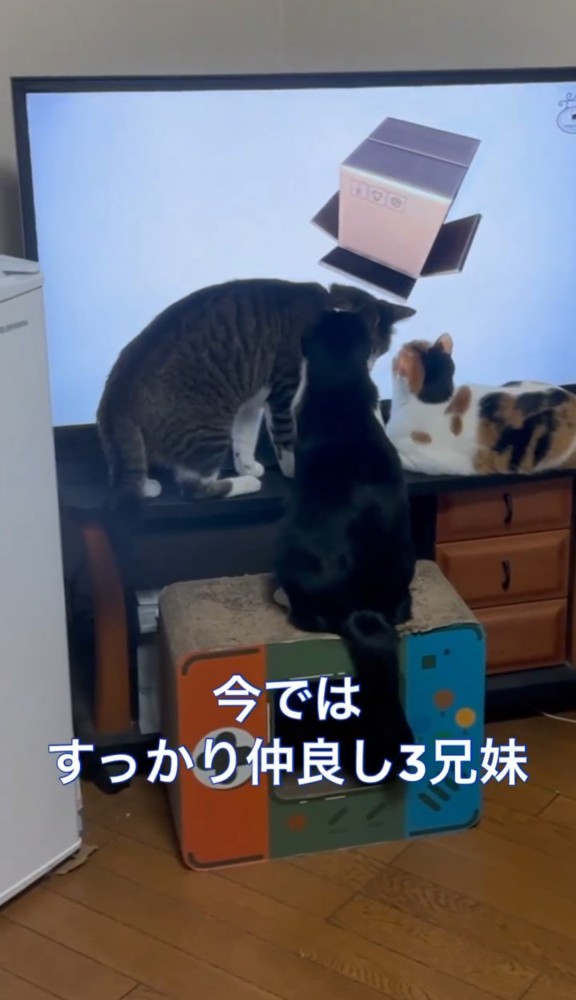 テレビ画面の前の3匹の猫
