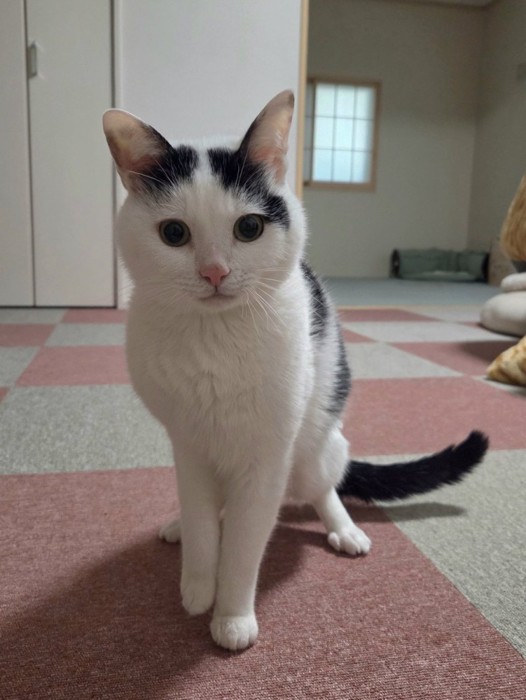 真面目な表情で綺麗に座ってたたずむ猫