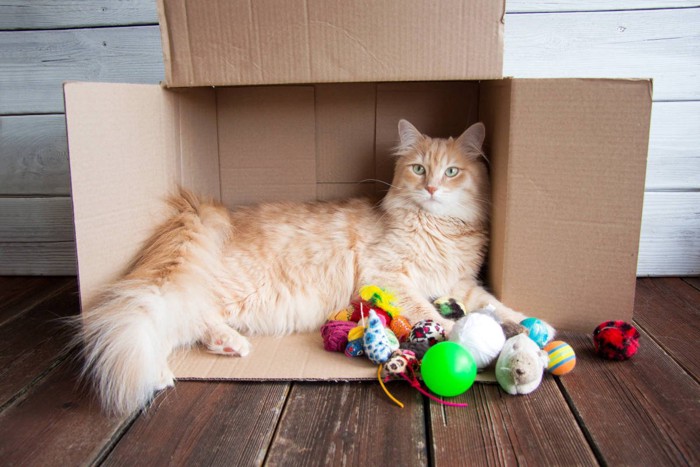 段ボールに入る猫とおもちゃ