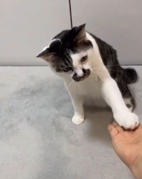 左前足を人の手に乗せる猫
